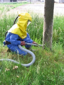 Bekämpfung Eichenprozessionsraupen